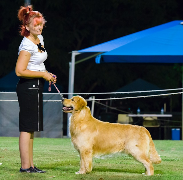 Nautilus sales golden retrievers